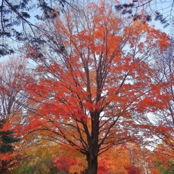 Foliage