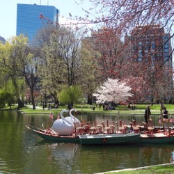 Swan Boat Boston Public Garden 1990s