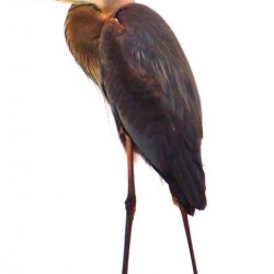 Blue Heron Florida