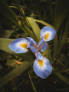 Haunted Southern Blue