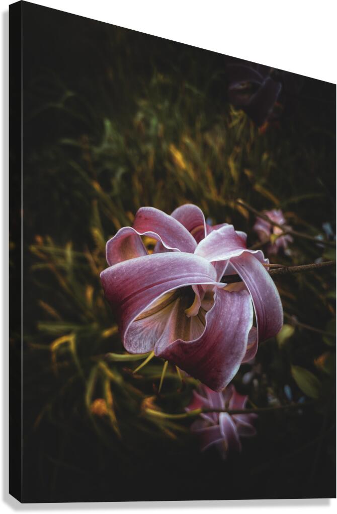 Expansion Canvas Print
