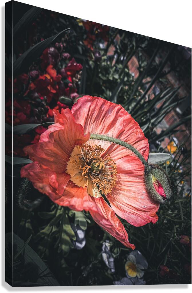 Birth Canvas Print