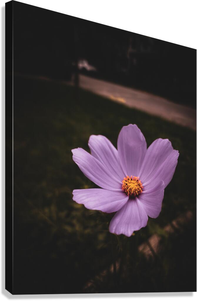 Captivate Canvas Print