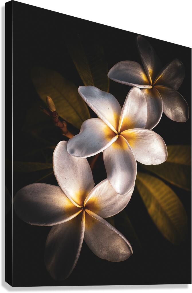 3 Kings Canvas Print