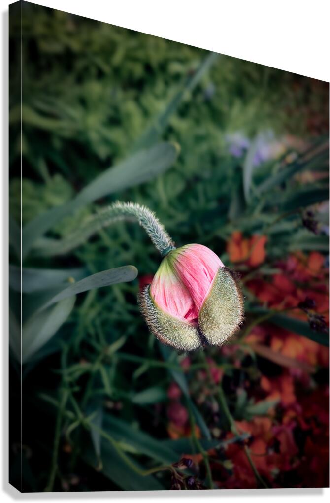 The Crown Canvas Print