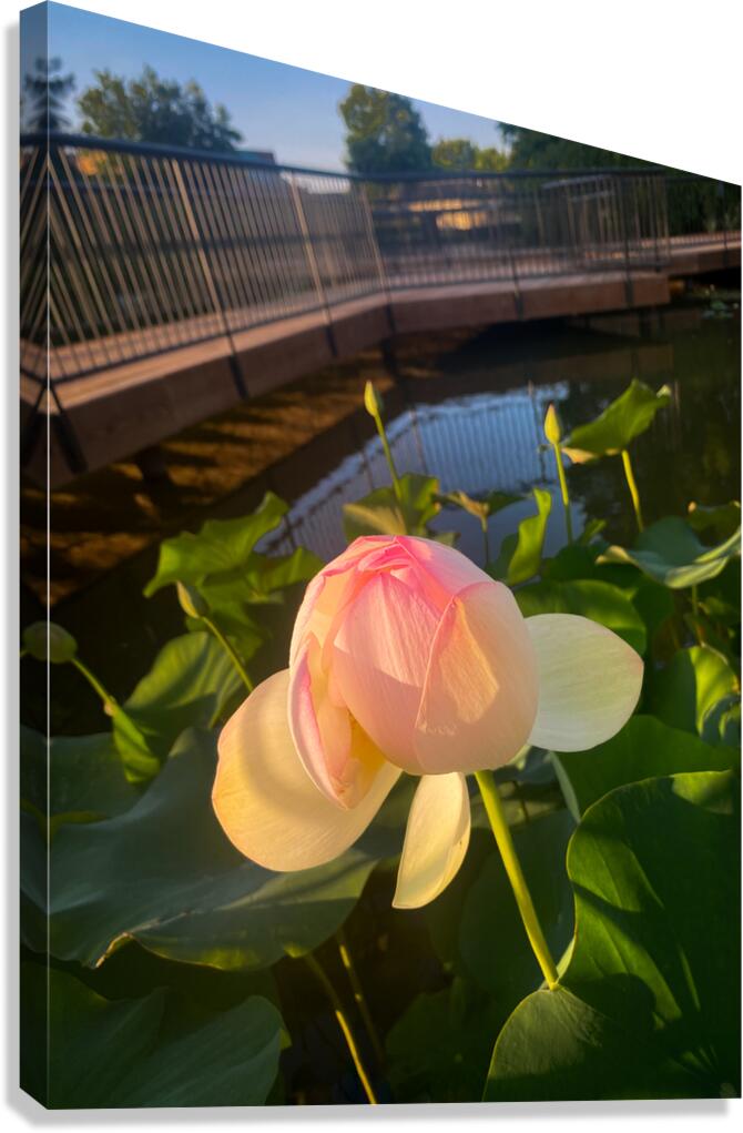 Hellotus Canvas Print