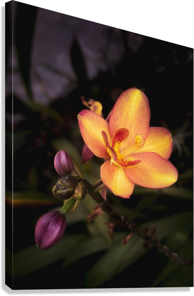 Adorn Canvas Print