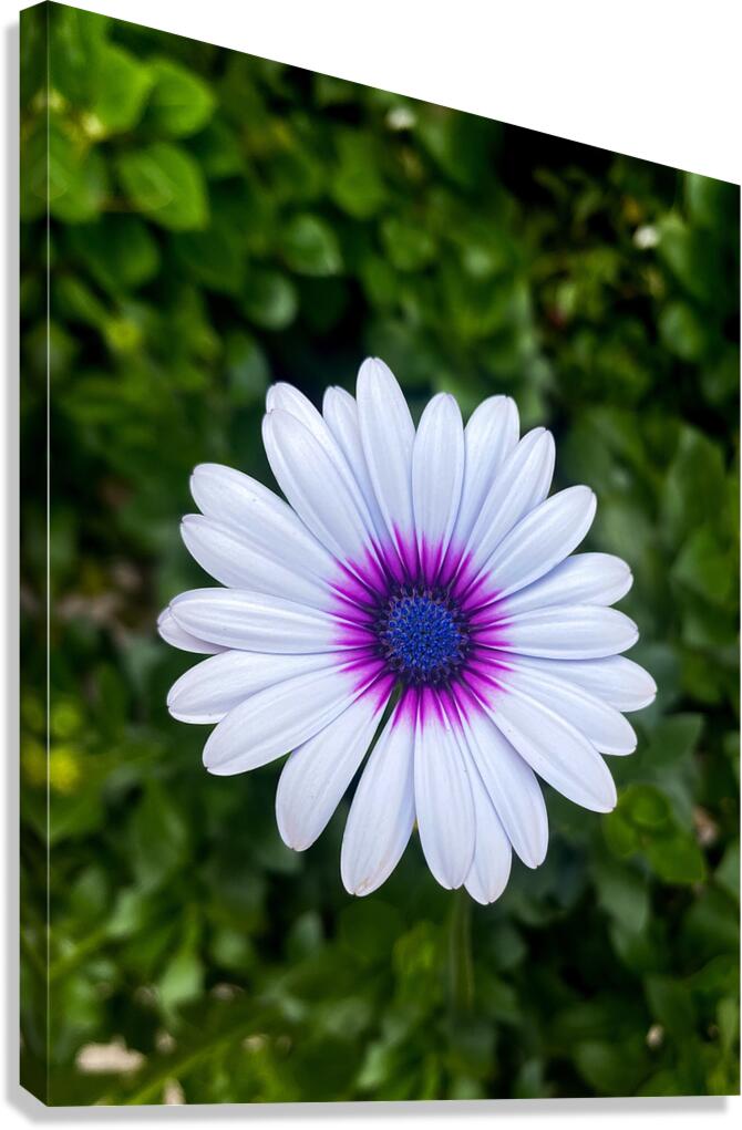 Perfect Canvas Print