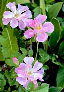 46F5892D B379 4622 A28C 91A6130F4D77