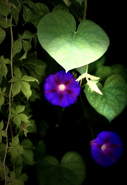 247FB480 0C9E 4C2D B61D DB7CF9616CAC Print