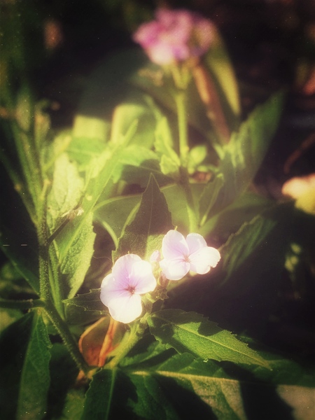 5B22A532 948D 419C B036 7E0E683D359F Print