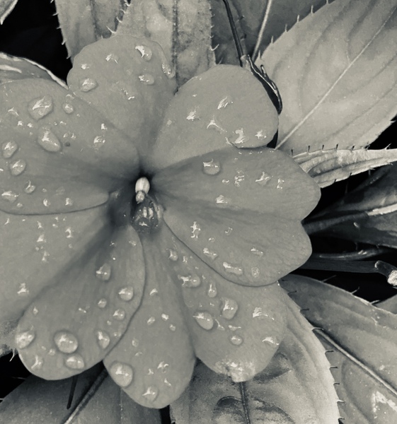 8DF11503 D7DB 4C22 9B4E 95868F230A85 Print