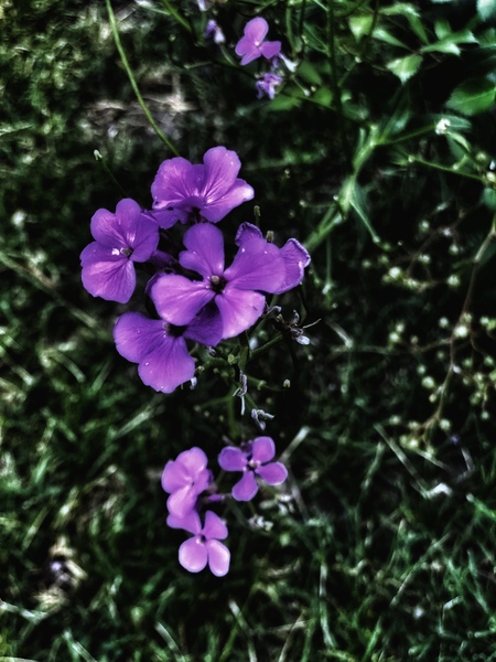 9A0CA0D8 1CB1 42C3 9CA2 CCF4751CBA0B Print