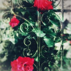 018CC72E 1895 4479 9C75 42B7504E76F3