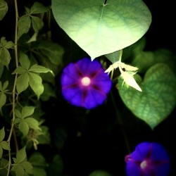 247FB480 0C9E 4C2D B61D DB7CF9616CAC