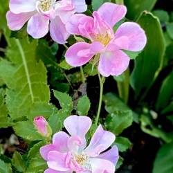 46F5892D B379 4622 A28C 91A6130F4D77