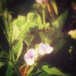 5B22A532 948D 419C B036 7E0E683D359F