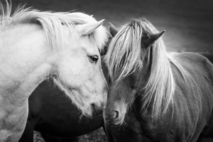 Icelandic horses black and white