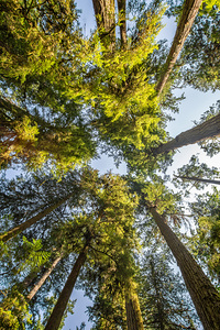 Douglas fir trees from below
