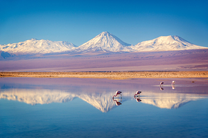 Andean flamingos in Atacama salar Chile