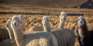 Cute and curious alpacas