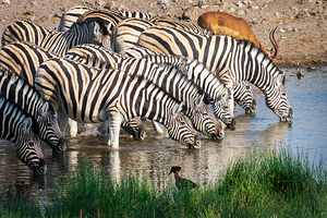 Row of zebras at a waterhole Namibia