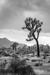 Joshua Tree National Park - Black and white