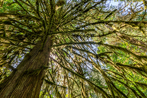 Big tree in Cathedral Grove Vancouver island