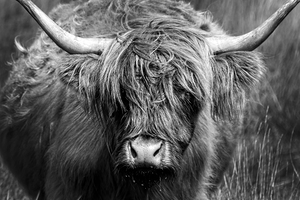 Highland cow black and white portrait