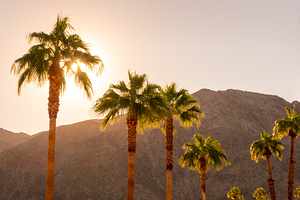 Palm trees at sunset in Palm Springs