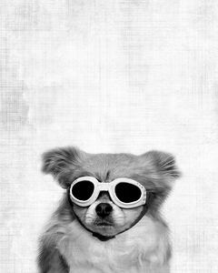 Funny dog with goggles 