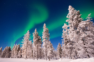 Aurora Borealis Northern lights over snowy pine trees