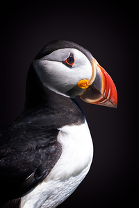 Puffin portrait