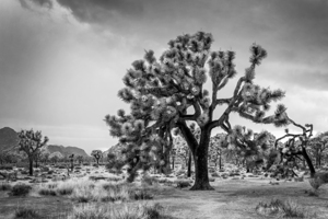 Joshua Tree national park California - Black and white 