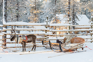 Santa reindeer sleigh
