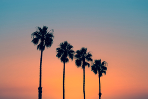 Palm trees at sunset