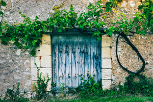 Old door with vine