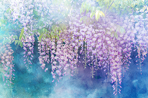 Romantic wisteria