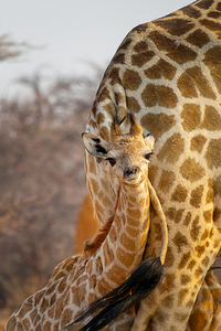 Adorable baby giraffe portrait