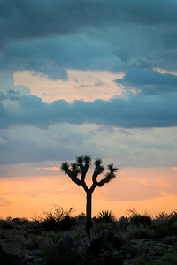 Joshua tree at sunset