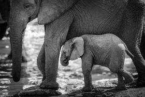 Elephant baby calf and mother black and white