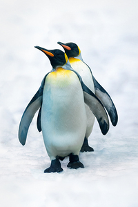 Double penguin