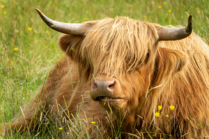 Lying Highland cow