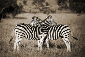Zebra hug Kruger Park South Africa