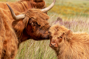Highland cow and baby calf portrait