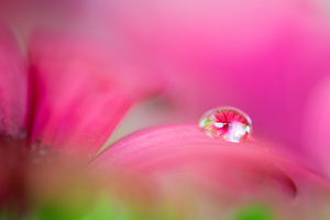 Daisy in a water drop