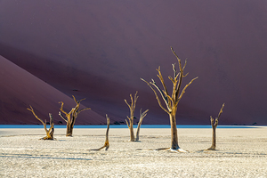 Trees and sand dunes Deadvlei at sunrise Namibia Africa