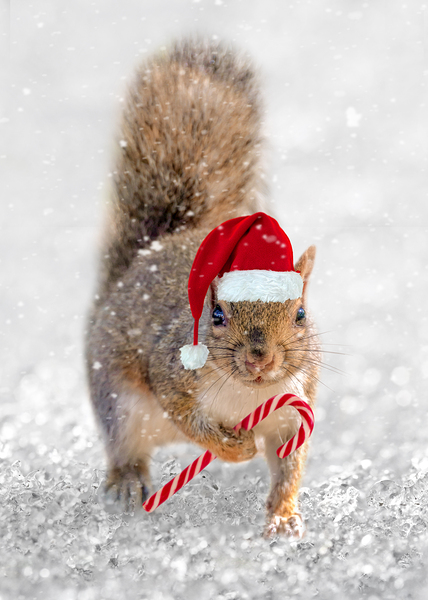 Christmas squirrel by DELPHIMAGES