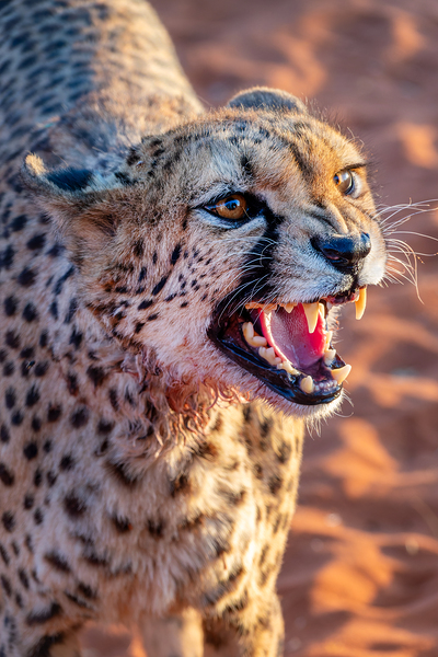 Angry cheetah portrait Namibia                           Print