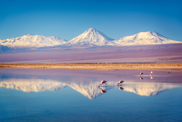 Andean flamingos in Atacama salar Chile by DELPHIMAGES